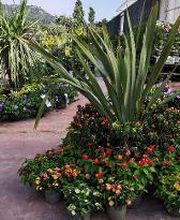 Villaverde Rocchietta Jardinerie Animalerie Le Beausset image 5