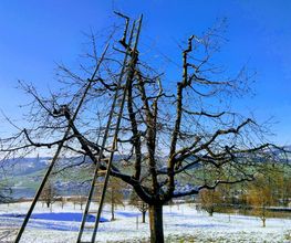 DZ Hauswartung und Gartenunterhalt Bild 7