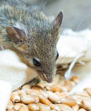 HS Nuisibles image 3