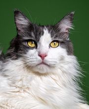 DOA dierenasiel afbeelding 3