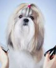 AU CHIEN ELEGANT image 1