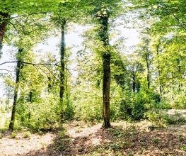 FriedWald Starzach Bild 5