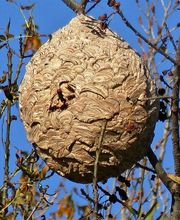 La Patrouille Anti Nuisible image 6