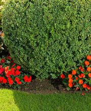 Bont Gartenbau und Gartenpflege AG Bild 14