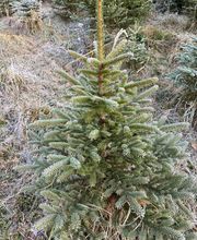 Christbaumverkauf Starnberg by J. Zwick Bild 16