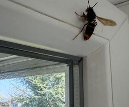 Destruct'Insectes Anti Nuisibles image 18