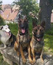 Antho Educanine image 10