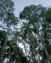 Esencias del Molino imagen 2