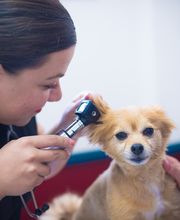 Levittown Animal Hospital image 16