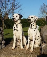 Elevage Canin du Domaine des Loups Mer image 5