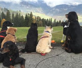 Hundetraum Bild 1