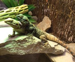 Reptiland image 19