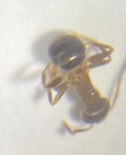 Christian Beck + Kai Schäfer Gbr - Schädlingsbekämpfung Bild 7