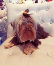 Le Salon des Stars image 7