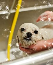 Ridgeview Animal Hospital image 8