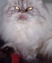 SPA Refuge de Cathy 55 image 4