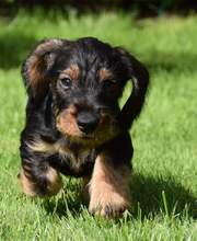 Preiss Heinrich Dr. med. vet. Fachtierarzt für Kleintiere Bild 2