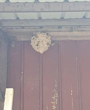 NGAN Marne - Entreprise Anti-Nuisibles image 1