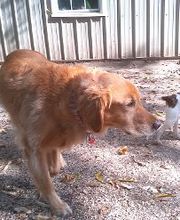 Brentwood Animal Campus image 10