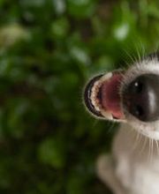 Luginbühl Tiernahrung GmbH