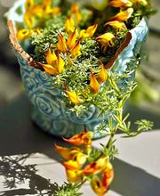 La Poésie des Fleurs Sàrl Bild 10