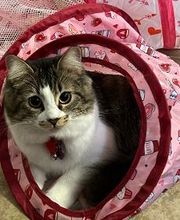 The Country Inn For Cats image 5