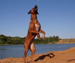 Rhodesian Ridgeback Züchter Bild 4