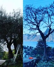 Nesurini Daniele - Lavori Forestali e Segheria Bild 5