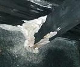 TCL 43 image 6