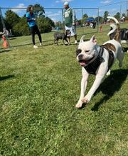 Spa Paw & Tail Premier Pet Resort image 8