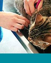 Gross- und Kleintierpraxis Geiser Biglen