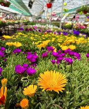 Pépinières Bourquin image 15