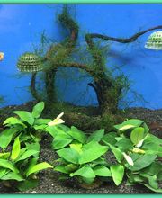 plantas-acuario-05-g.jpg