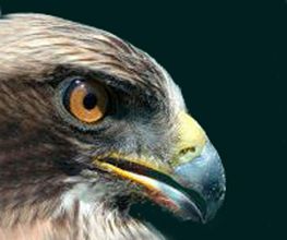 icarus-aguila-03.jpg