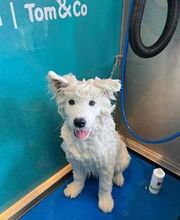 Tom&Co Chinon - Animalerie - Dog Wash image 3