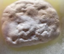 Hausgemachter Mozzarella aus Milch vom Bauern direkt.