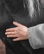 Pferdeheilwissen Bild 6