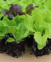 Gärtnerei Schlegel Hinterholz Bild 1