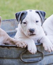 pattounesblog.com image 5