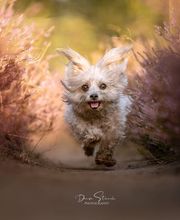 Denise Strauch Photography