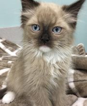 Gentle Doctor Animal Hospital image 13