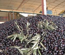 cooperativa-del-campo-la-carrera-aceituna-02.jpg