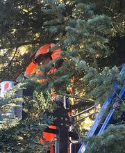 Baumdienst Daniel Laker Bild 1