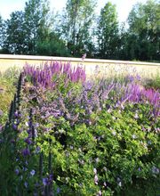 Métamorphose image 9