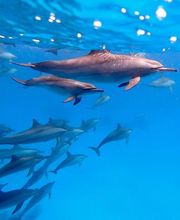 Surchat Christine Bild 3