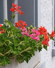 Restaurant Obermühle Bild 10