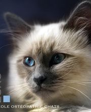 ESAO école supérieure ostéopathie animale image 2