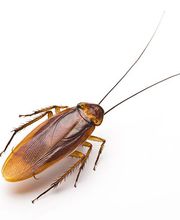 Ratoucy SAS image 10