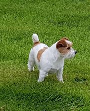 Aline Toilettage image 6