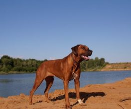 Rhodesian Ridgeback Züchter Bild 3